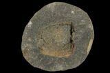 Cystoid Fossil (Mitrocystites) - Czech Republic #115242-1